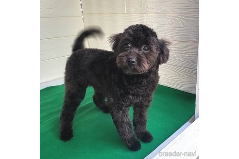 成約済の茨城県のミックス犬-261641の24枚目