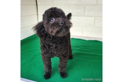 成約済の茨城県のミックス犬-261641の23枚目