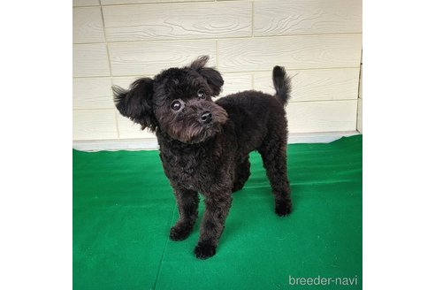 成約済の茨城県のミックス犬-261641の22枚目