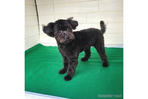 成約済の茨城県のミックス犬-261641の21枚目