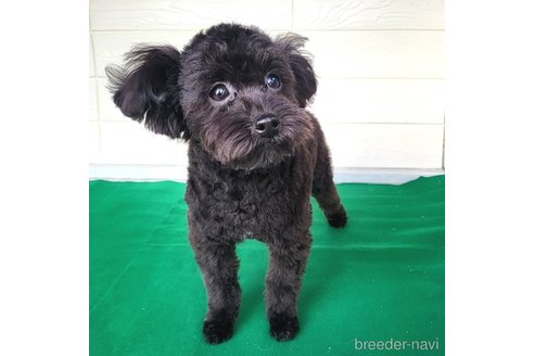 成約済の茨城県のミックス犬-261641の20枚目
