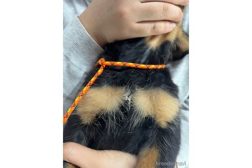 成約済の栃木県のロットワイラー-283459の2枚目
