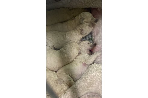 成約済の埼玉県のスタンダードプードル-283465の13枚目
