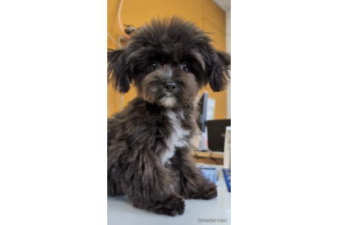 成約済の福岡県のミックス犬-267588の1枚目