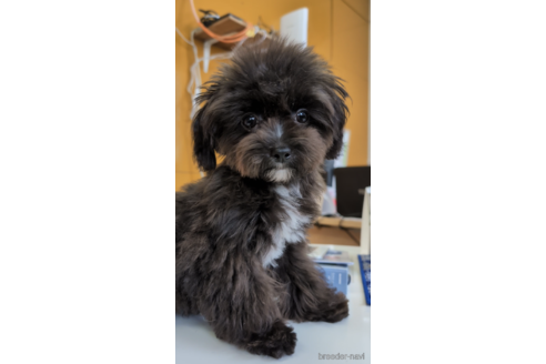 成約済の福岡県のミックス犬-267588の3枚目