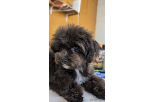 成約済の福岡県のミックス犬-267588の2枚目