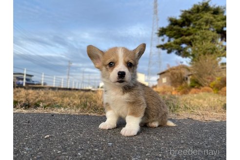 成約済の長野県のウェルシュコーギーペンブローク-283509の1枚目