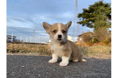 成約済の長野県のウェルシュコーギーペンブローク-283509