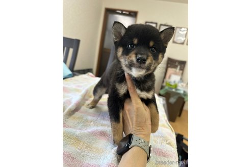 成約済の千葉県の柴犬-279541の22枚目