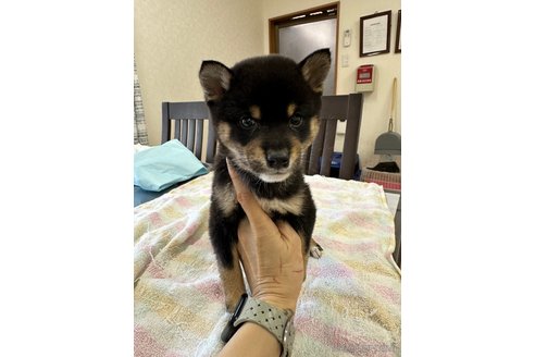 成約済の千葉県の柴犬-279541の24枚目