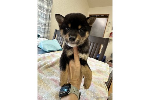 成約済の千葉県の柴犬-279541の24枚目