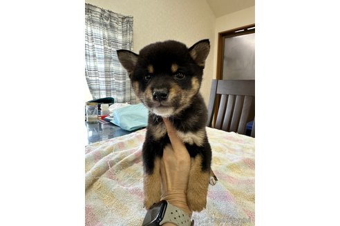 成約済の千葉県の柴犬-279541の23枚目