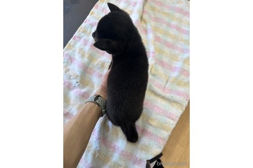 成約済の千葉県の柴犬-279541の22枚目