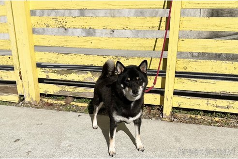 成約済の奈良県の柴犬-283575の2枚目