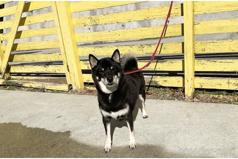 成約済の奈良県の柴犬-283575の4枚目