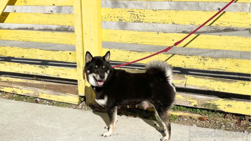 成約済の奈良県の柴犬-283575の1枚目