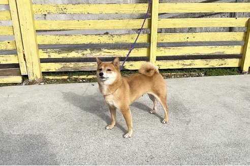 成約済の奈良県の豆柴-283576の2枚目