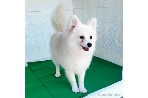 成約済の茨城県のポメラニアン-257211の4枚目