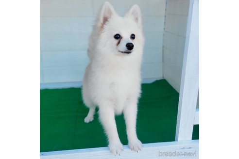 成約済の茨城県のポメラニアン-257211の2枚目