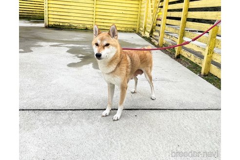 成約済の奈良県の豆柴-283579の4枚目