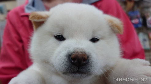 成約済の山口県の柴犬-280478の1枚目
