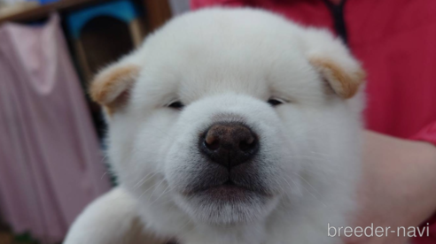 成約済の山口県の柴犬-280479の1枚目
