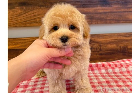 成約済の静岡県のマルプー:マルチーズ×トイプードル-283594の5枚目