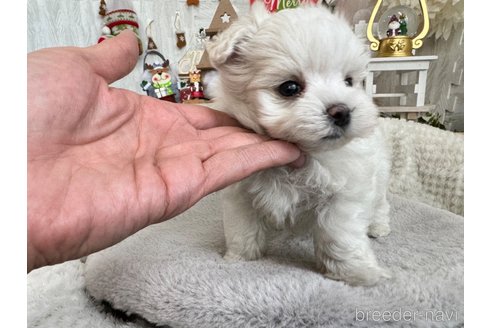 成約済の京都府のマルチーズ-283615の3枚目