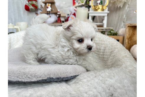 成約済の京都府のマルチーズ-283615の5枚目