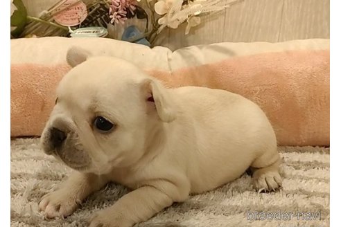 成約済の愛知県のフレンチブルドッグ-283671の2枚目