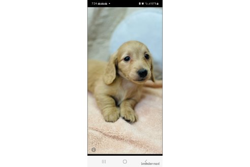成約済の香川県のカニンヘンダックスフンド(ロングヘアード)-283688の8枚目