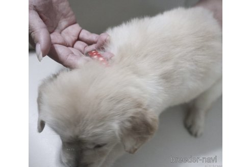 成約済の鹿児島県のゴールデンレトリーバー-283694の3枚目