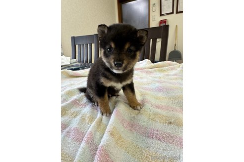 成約済の千葉県の豆柴-283695の17枚目