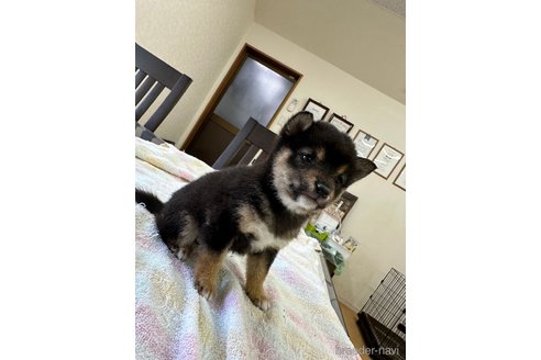 成約済の千葉県の豆柴-283695の15枚目