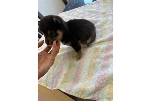 成約済の千葉県の豆柴-283695の13枚目