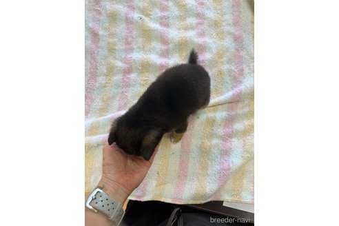 成約済の千葉県の豆柴-283695の12枚目