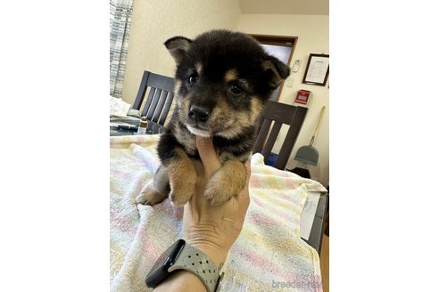 成約済の千葉県の豆柴-283696の11枚目