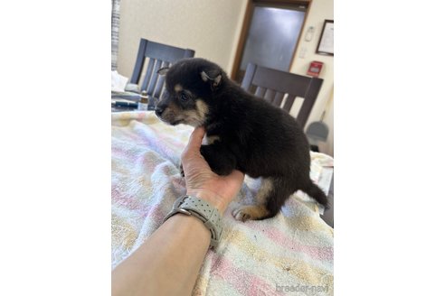 成約済の千葉県の豆柴-283696の12枚目