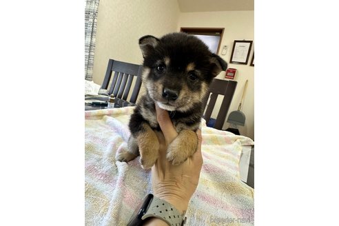 成約済の千葉県の豆柴-283696の13枚目