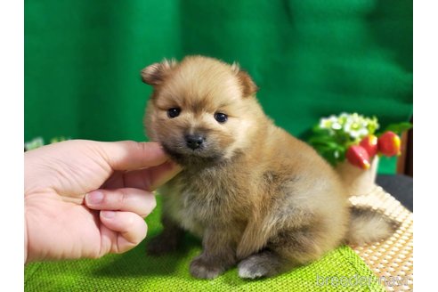 成約済の神奈川県のポメラニアン-282359の24枚目