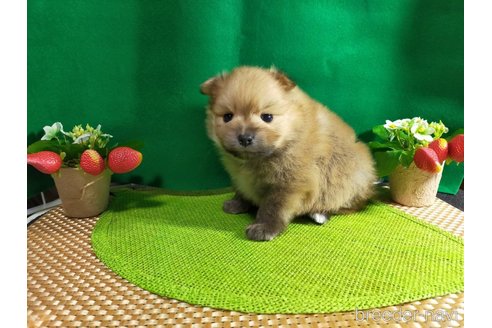 成約済の神奈川県のポメラニアン-282359の22枚目