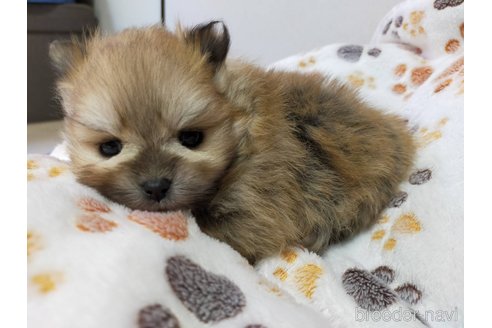 成約済の神奈川県のポメラニアン-282312の11枚目