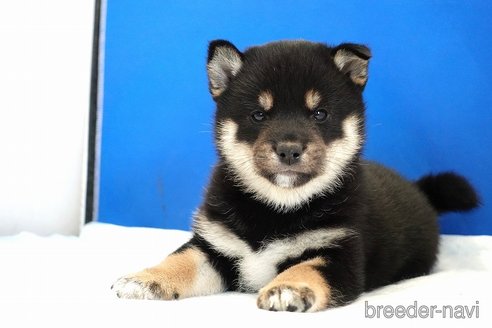 成約済の愛知県の柴犬-281932の5枚目
