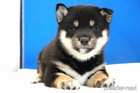 成約済の愛知県の柴犬-281932の6枚目