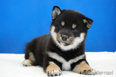 成約済の愛知県の柴犬-281932の4枚目