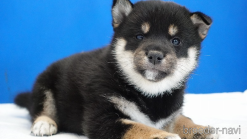 成約済の愛知県の柴犬-281932の1枚目