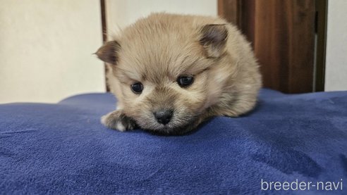 成約済の神奈川県のポメラニアン-282315の15枚目