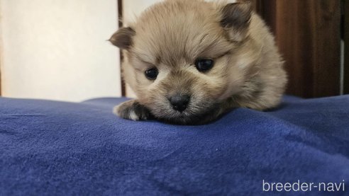 成約済の神奈川県のポメラニアン-282315の14枚目