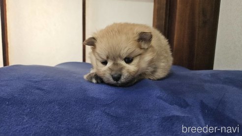 成約済の神奈川県のポメラニアン-282315の13枚目