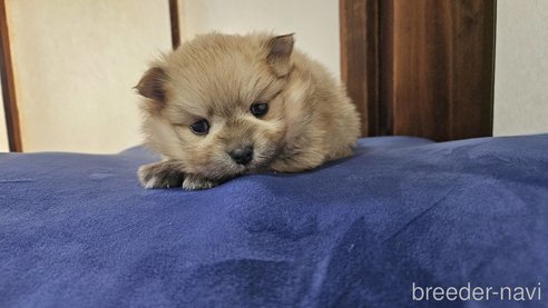 成約済の神奈川県のポメラニアン-282315の10枚目